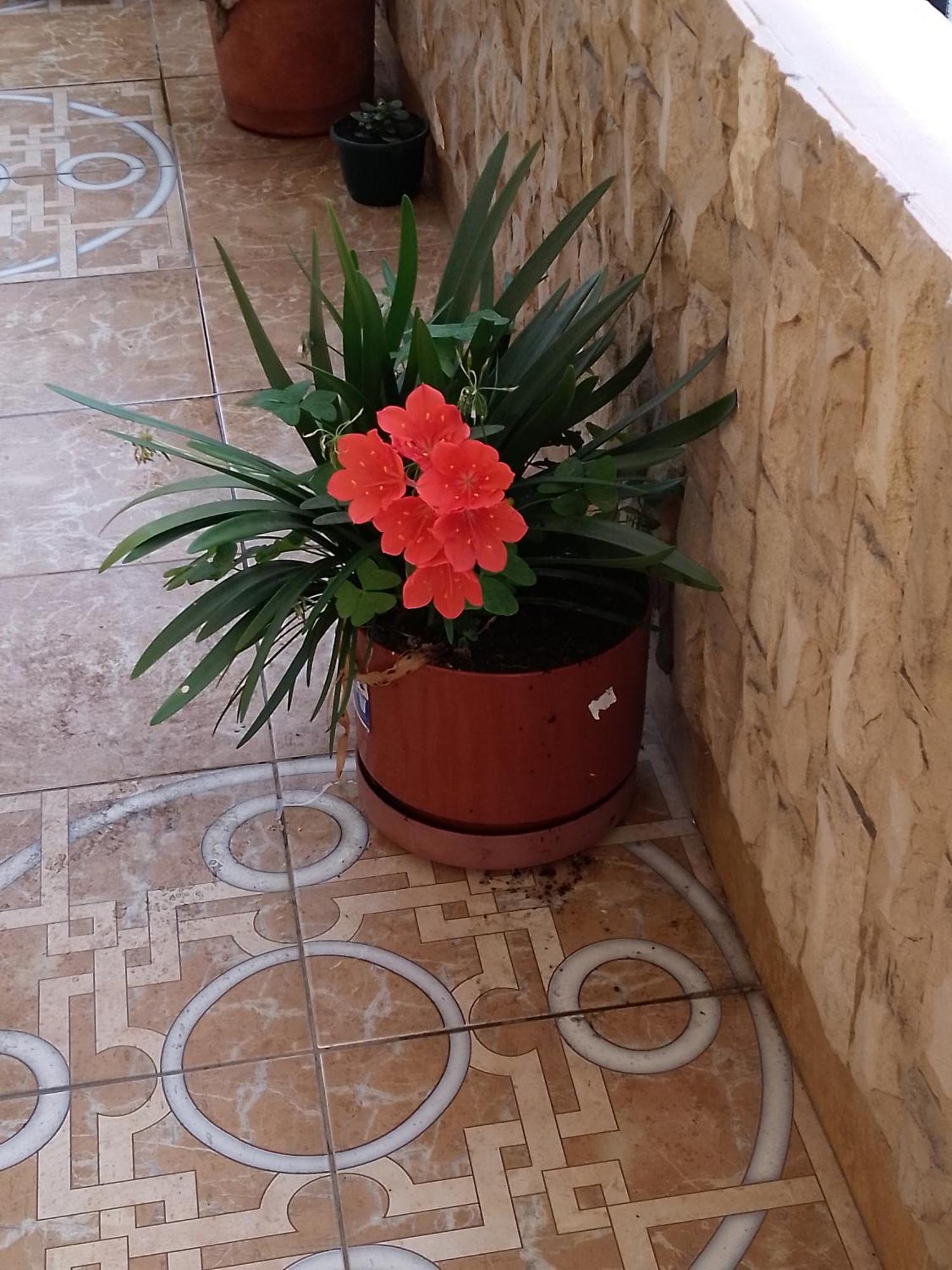 Hotel Amazonia Y Sol 巴尼奥斯 外观 照片
