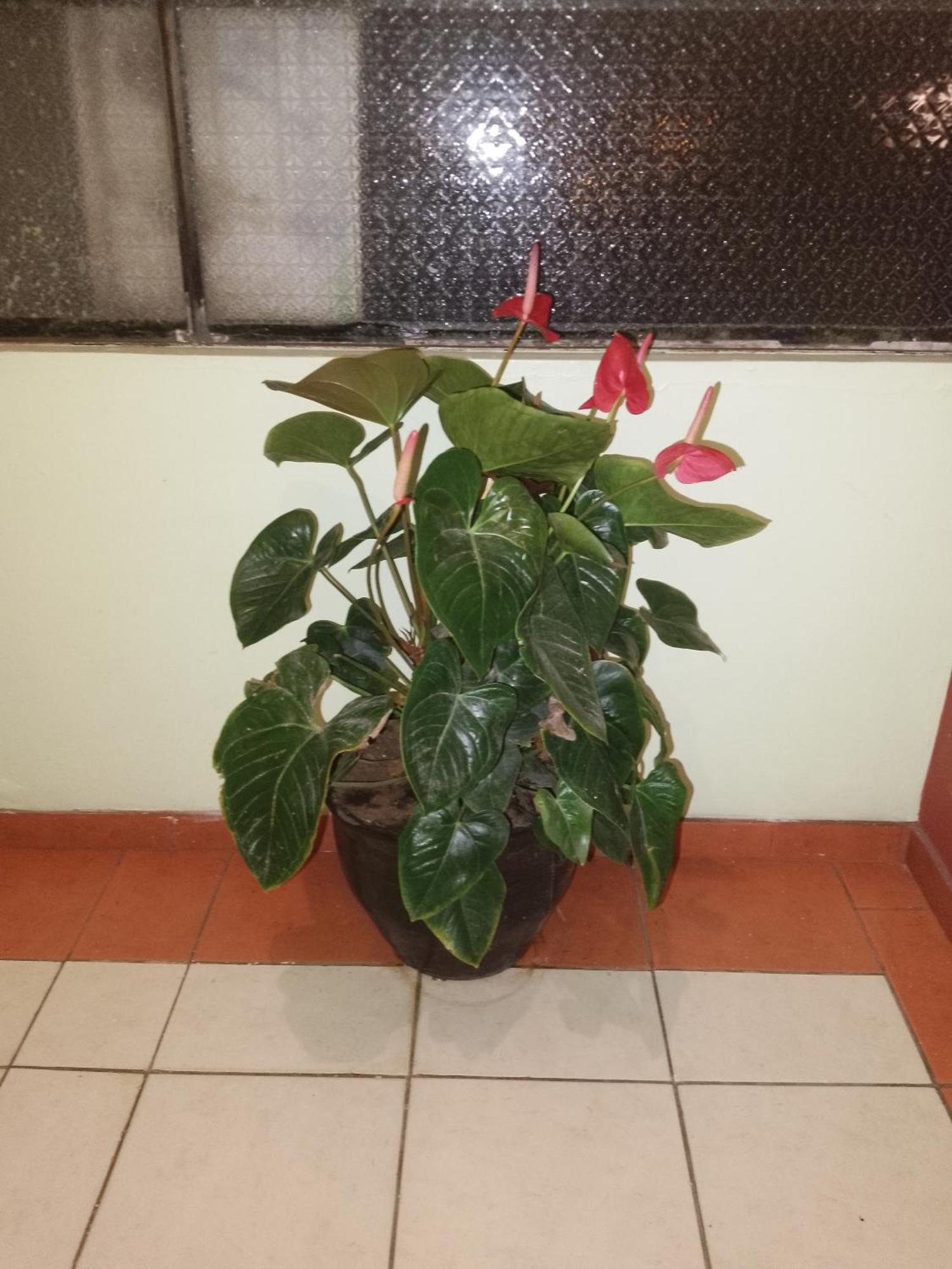 Hotel Amazonia Y Sol 巴尼奥斯 外观 照片
